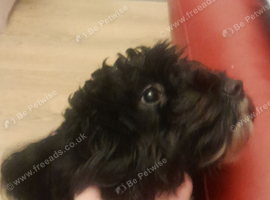 Gorgeous 1 year old cockapoo