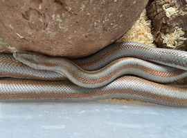 Adult male mid baja rosy boa