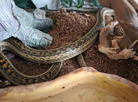Bull snake
