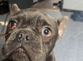 3 year old French bulldog