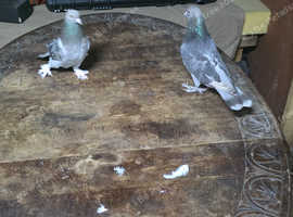 tumbler pigeon