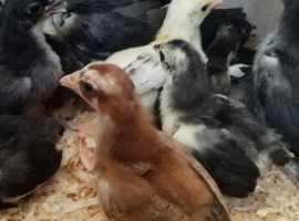 Pekin chicks (mottled)