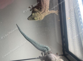 Standing day geckos
