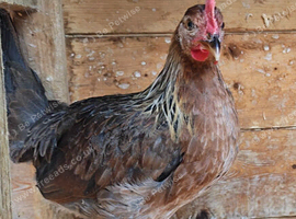 Young Pair 2026 Brown Leghorn Bantams
