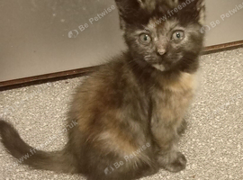 Maine Coon x Ragdoll kittens ready now
