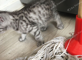 Persian/ kitten ready now