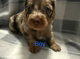 Gorgeous longhair dachsund puppies available