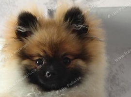 Pomeranian (sable) puppy