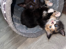 2 beautiful kittens, one semi longhaired calico & one short hair black