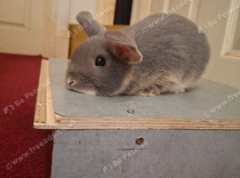 8 Week Old Male Rabbit