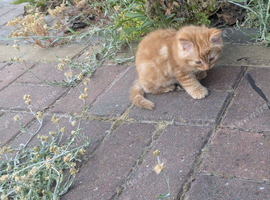 Fluffy Ginger Girl Kitten