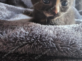 Mixed breed kittens