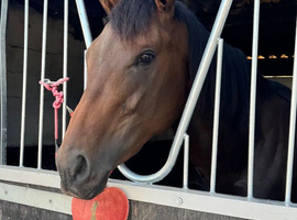 Thoroughbred Mare