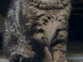 Kittens
