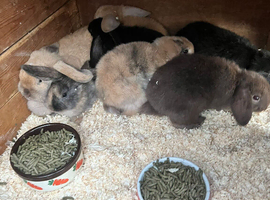 5 Lop rabbits