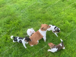 Jack Russell boy