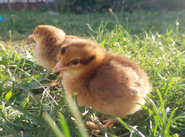 Cream Crested Legbar &times; Devon Blue &ndash; Blue Egg Layers