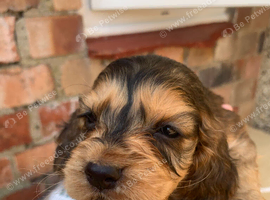 Show cocker spaniels
