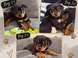 Beautiful rottweiler puppies for sale