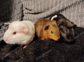 3 lovely bonded male guinea pigs