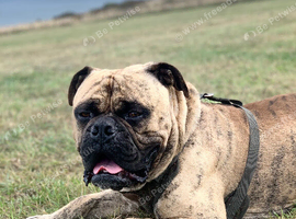 Old time English bulldog dog cross bull mastiff