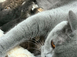 Kittens ready for new home