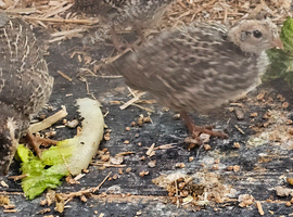 Californian quails