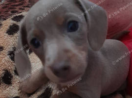 Miniature dachshund short haired