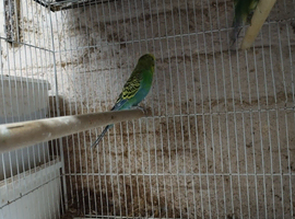 Lovely coulourd budgies