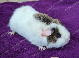 BABY TEDDY SOWS