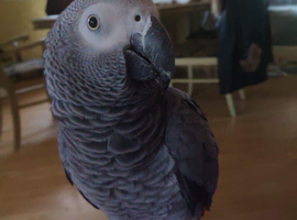 Female African grey parrot for sale