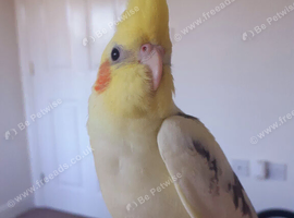 Extremely tame hand reared pied cockatiel