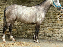 Gorgeous grey roan  14.2 full reg Connemara Mare 3 yrs old