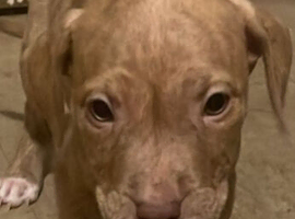 American Bully Puppies