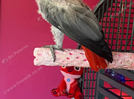 Female African grey
