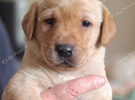 Fully Health Tested Labrador Pups