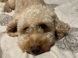 Teddy