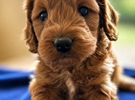 Cockapoo pups ready now last boy