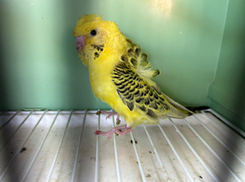 TCB hagoromo budgie