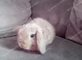 8wk old baby mini lops