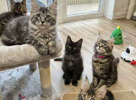 Maine Coon Kittens