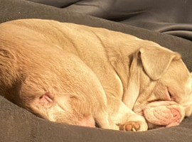 Male Albino Frenchie