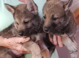 TAMASKAN PUPPIES PEDIGREE, REGISTERED AND EMBARKED