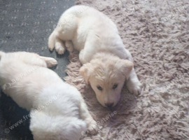 Two boys