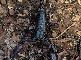 Asian Forest Scorpion Adult
