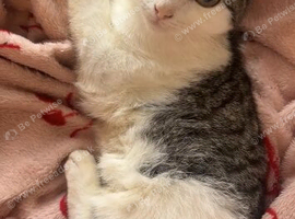Female shorthair