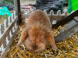 Lionhead female rabbit and cage