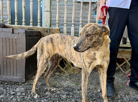 Lurcher 12 months