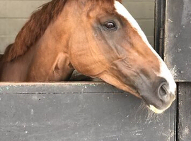 Wellbuilt Irish Thoroughbred