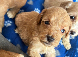 Stunning cockapoo puppies
